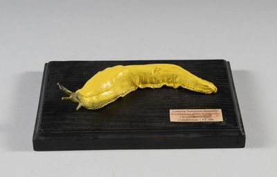 sculpture représentant une limace jaune posée sur un socle noir, sur fond blanc
