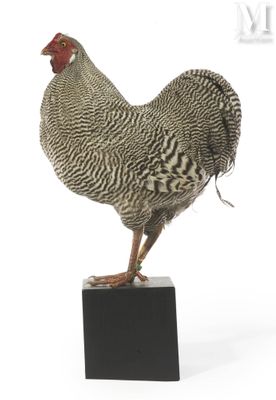 a bird that is standing on top of a block