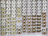 de nombreux types de papillons exposés dans une vitrine