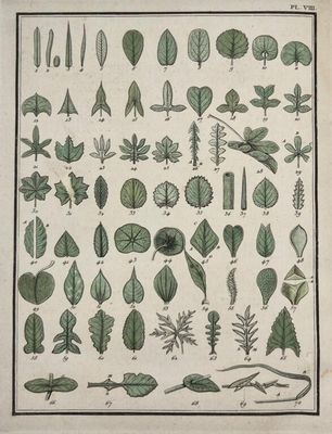 une illustration représentant différentes feuilles sur une feuille de papier