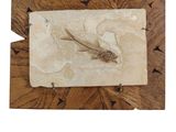 une image représentant un poisson fossile sur une planche de bois