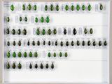 de nombreux insectes verts exposés dans un cadre blanc