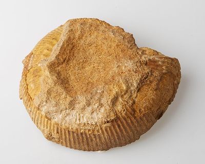 a muffin that is sitting on a white surface
