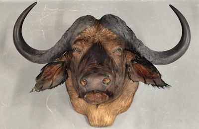 une image représentant une tête de bison accrochée au mur
