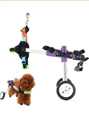Le petit chien se tient à côté de la petite trottinette.