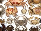 many different types of crabs displayed in a box