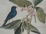 a picture of a bird sitting on a branch of a plant