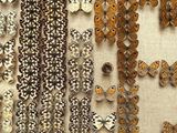 many different types of butterflies on display in a display case