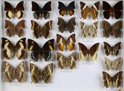 de nombreux types de papillons différents présentés dans une vitrine