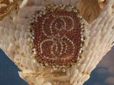 a vase filled with shells and flowers on a table