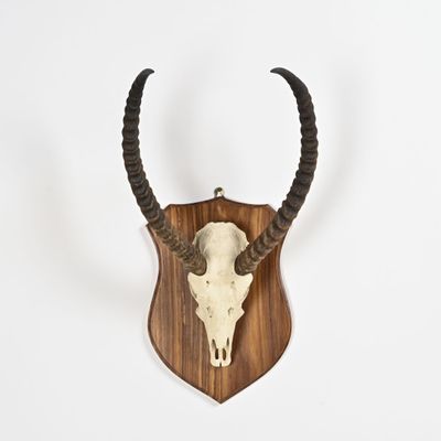 an antelope skull mounted on a wooden shield on a white wall