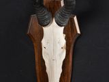 skull mounted on a wooden shield with horns on a black background