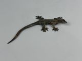 petit gecko en métal posé sur une surface blanche, sur fond blanc