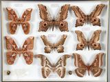 de nombreux types différents de papillons de nuit exposés dans une vitrine