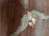a bird that is sitting on top of a wooden table