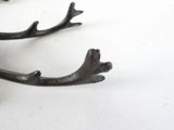 a close up of a pair of antlers on a white surface