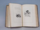 an open book with a drawing of a woman and a cat