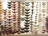 many different types of moths displayed in a display case