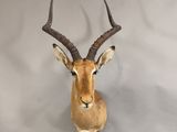 une tête d'antilope empaillée accrochée au mur, avec de grandes cornes