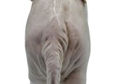 a white elephant statue that is standing on its hind legs