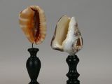two seashells sitting on top of black candlesticks