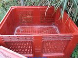 a red plastic crate sitting in the grass next to a bush