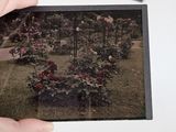 a person holding an old photo of a garden