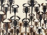 a lot of different types of scorpions on the wall