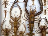 many different types of lobsters displayed in a white box