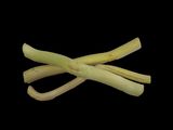 two bananas tied together on a black background