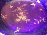 a purple glass bowl with gold flowers and butterflies on it