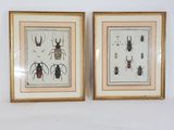 deux gravures d'insectes encadrées sur un mur blanc