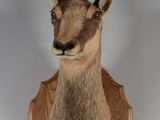 a goat head mounted on a wooden plaque on a wall