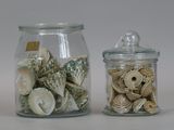two glass jars with shells inside of them on a table
