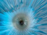a close up of a blue flower with a white center