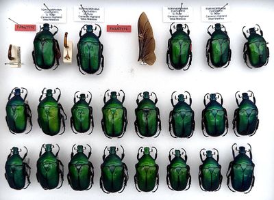 a lot of green bugs in a display case