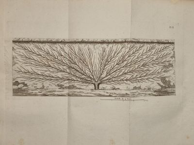 un vieux livre sur lequel figure le dessin d'un arbre
