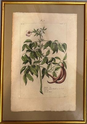une image représentant une photo d'une plante dans un cadre doré