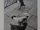 black and white photograph of three dogs playing with a ball on a sidewalk