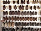many different types of beetles on display in a display case