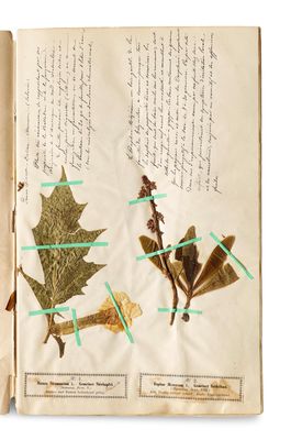 un livre ouvert sur lequel figure l'image d'une feuille