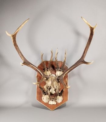 une image représentant une tête de cerf accrochée au mur
