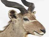 a large antelope with large horns on a white background