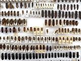a lot of bugs that are on display on the wall