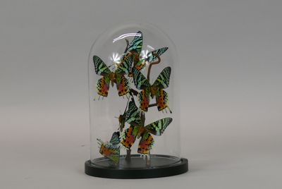 butterflies in a glass dome on a black base on a white background