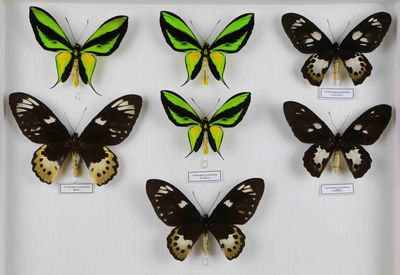 six papillons différents dans un cadre blanc, accompagnés d'étiquettes