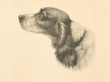 dessin représentant un chien noir et blanc portant un collier