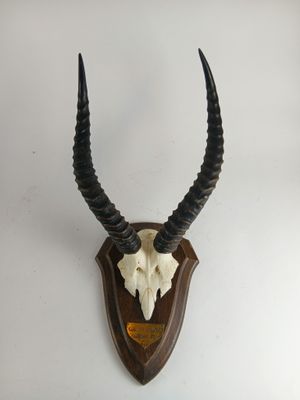 une tête d'antilope empaillée accrochée au mur, dotée de longues cornes