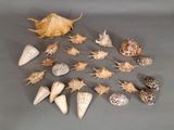 un grand nombre de coquilles qui sont sur la table