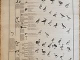 an old book with a bunch of birds on it